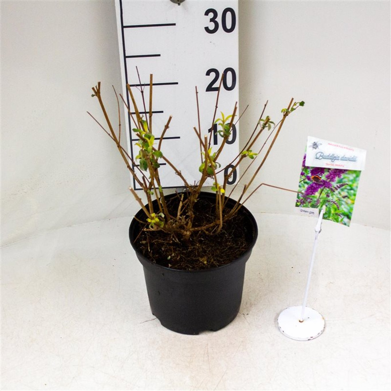 Buddleja d. 'Border Beauty' - C3 40-50 CM